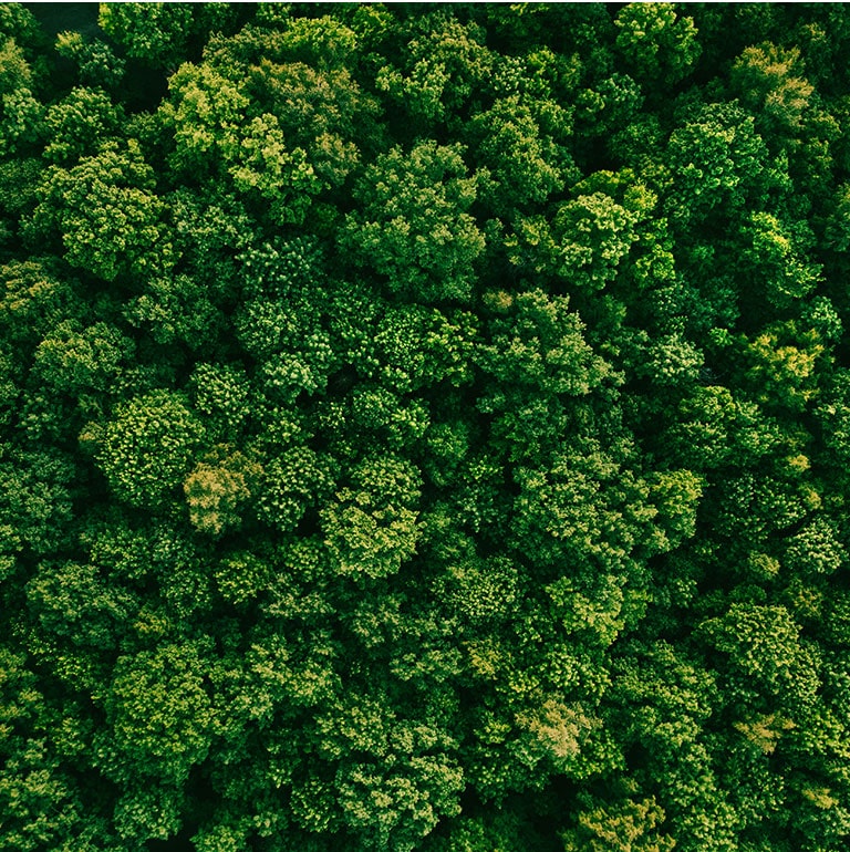 Ein Blick aus der Luft auf den grünen Wald.