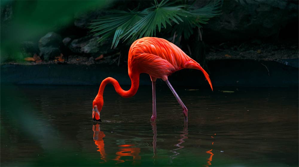 Vídeo de um flamingo rosa parado num lago. Uma sobreposição em grade cobre apenas o flamingo, fazendo com que se destaque de forma brilhante e viva contra o ambiente suave.