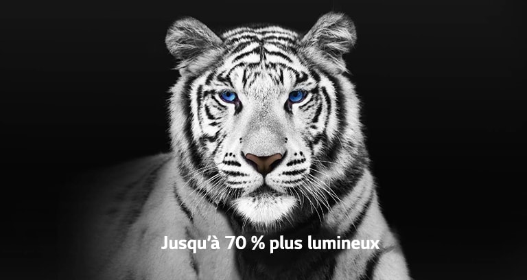 Vidéo montrant 2 images d’un tigre blanc côte-à-côte. La face représentant le Brightness Booster Max apparaît jusqu’à 70 % plus lumineuse puis remplit l’écran.