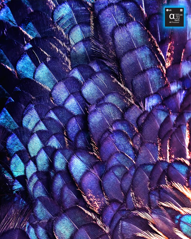 Hay una imagen de texturas de plumas iridiscentes brillantes de un pájaro de hadas de color lila. La imagen se divide en dos: la parte superior es más vívida y dice aumento de escala de 8K con IA con imagen de chip de procesador y la parte inferior es más pálida.