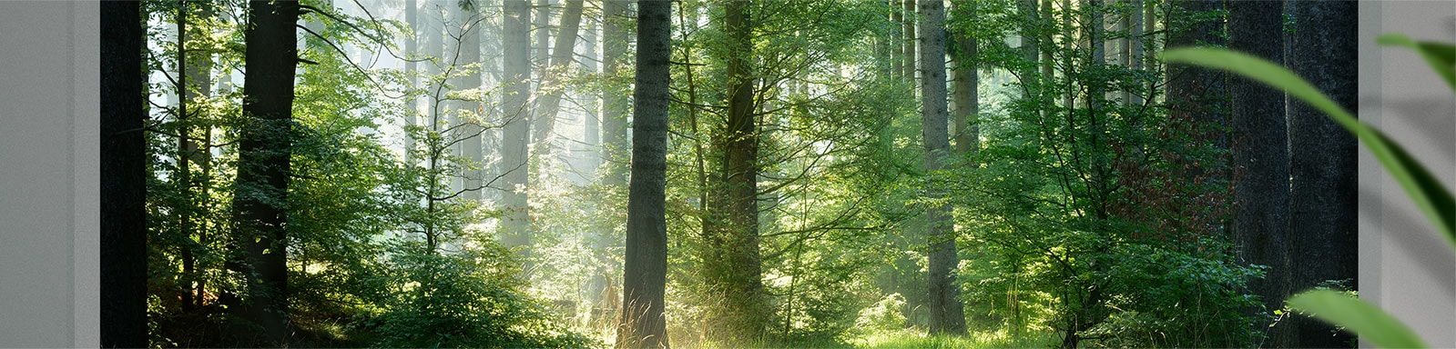 Image of freshy woods background.