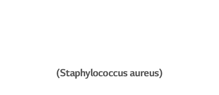 Staphulococcus aureus, en bakterie som kan forårsake øreinfeksjon