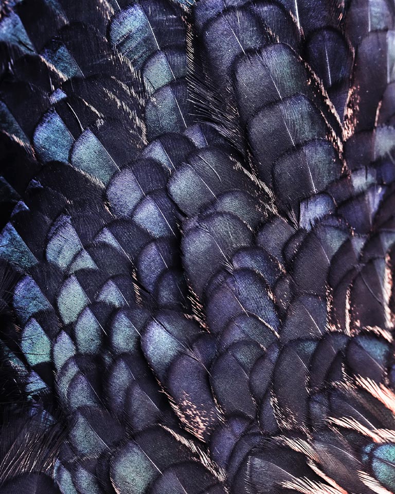 Prikazana je slika teksture svetlih pera u prelivajućim duginim bojama ptice pevačice lila boje. Slika je podeljena na dva dela – gornja polovina je živopisnija sa natpisom „Poboljšanje rezolucije do AI 8K” sa slikom čipa procesora, a donja polovina je bleđa.