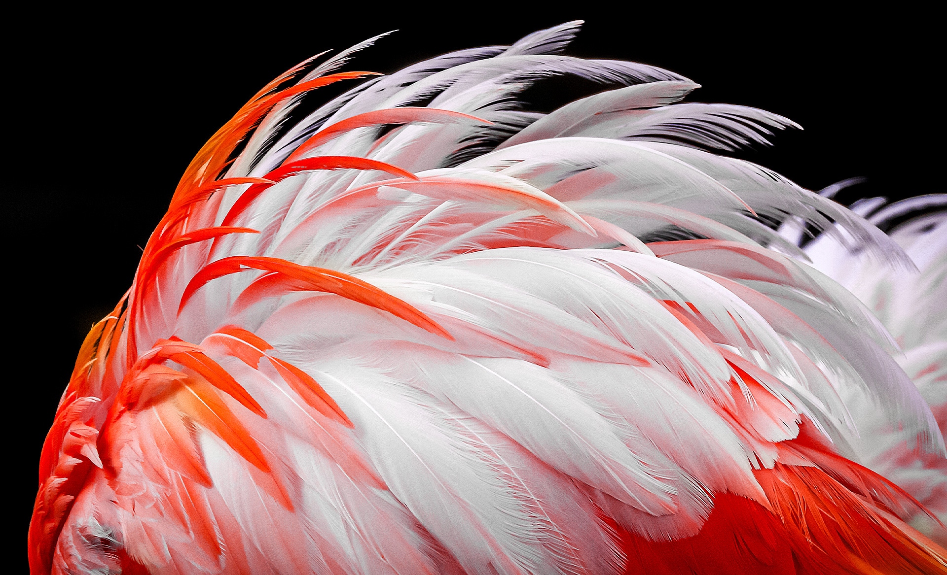 En kontrastlös bild av vita och orange flamingofjädrar visas på skärmen. De syns gradvis förbättras med 8%, 13%, 20%, 23%, 26% och slutligen 30%.