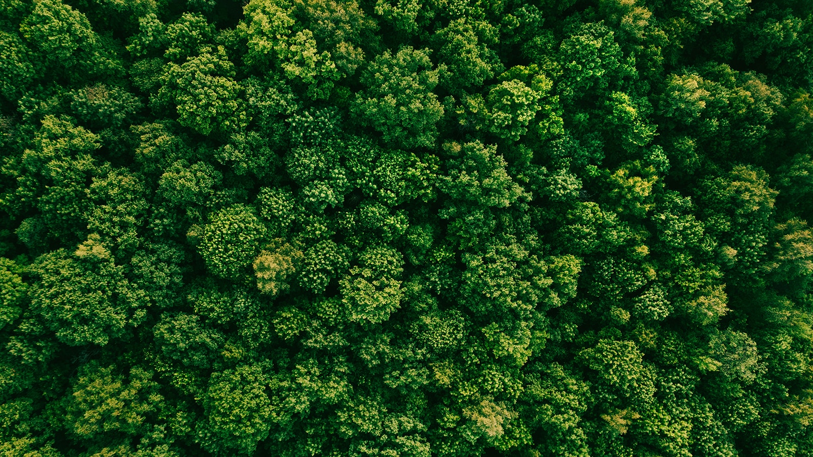 Fotografia zeleného lesa z vtáčej perspektívy