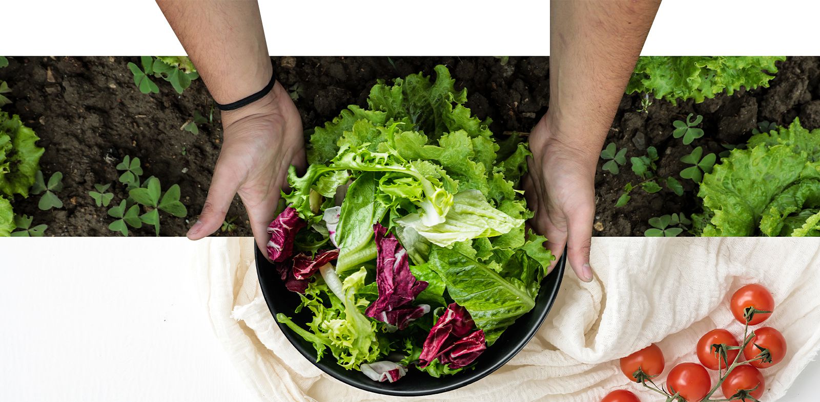 The top part of the image is harvesting lettuce from the field. The bottom part of the image is a fresh salad in a round plate. The vegetables in these two images are naturally connected as if they were one image.