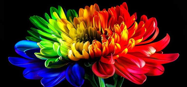 LG Micro RGB evo AI MRGB95, powered by RGB Primary Color Ultra with Micro RGB Control, shows precisely controlled RGB light from discrete Micro RGB Engines forming a flower image with rich, balanced color and refined contrast.