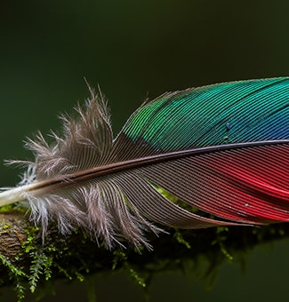 LG NANO 4K UHD AI NU85 with Nano Detail Enhancer shows an image of a feather, powered by the alpha AI Processor that detects textures and color volume to enhance micro details and deliver clearer, more vibrant 4K image quality.