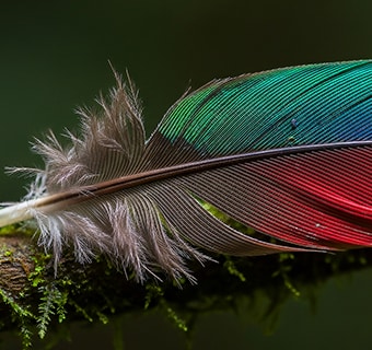 LG NANO 4K UHD AI NU85 with Nano Detail Enhancer shows an image of a feather, powered by the alpha AI Processor that detects textures and color volume to enhance micro details and deliver clearer, more vibrant 4K image quality.