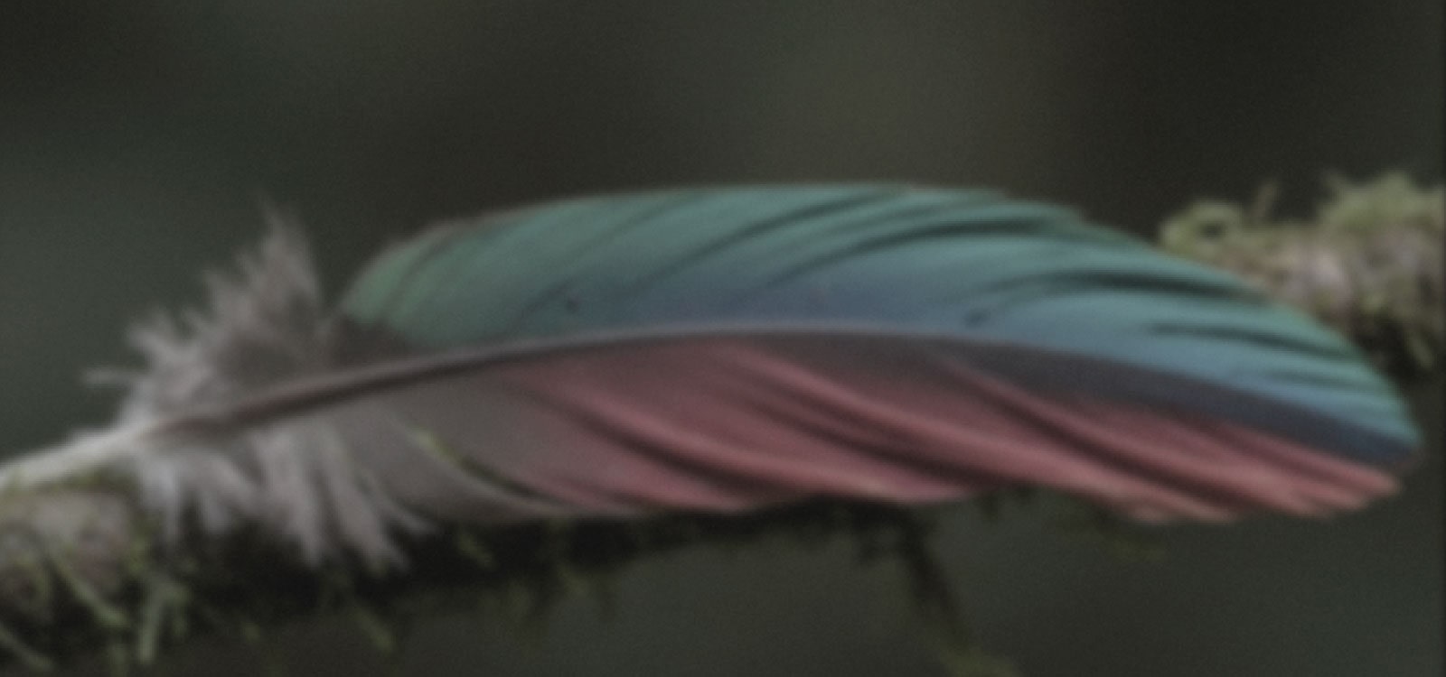 LG NANO 4K UHD AI NU85 with Nano Detail Enhancer shows a feather image, powered by the alpha AI Processor that detects fine textures to enhance contrast and depth and deliver a clearer, more three-dimensional 4K picture.