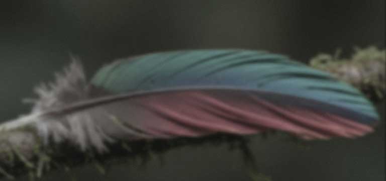 LG NANO 4K UHD AI NU85 with Nano Detail Enhancer shows a feather image, powered by the alpha AI Processor that detects fine textures to enhance contrast and depth and deliver a clearer, more three-dimensional 4K picture.