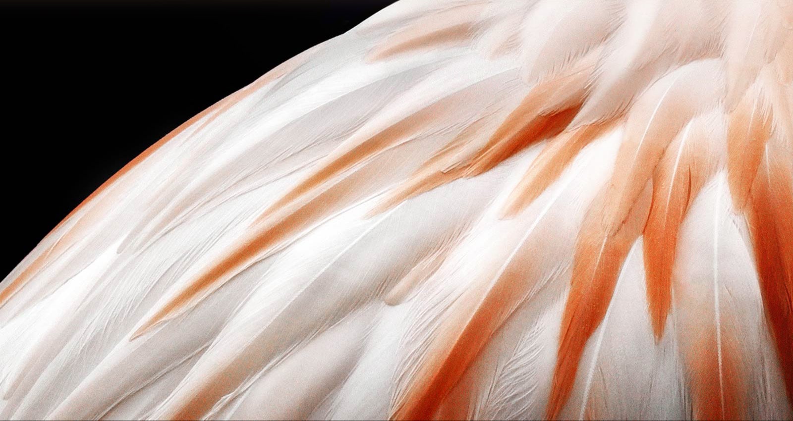 A video showing 2 images of a white tiger side by side. The side representing Brightness Booster Max appears up to 70% brighter and then fills the screen. 