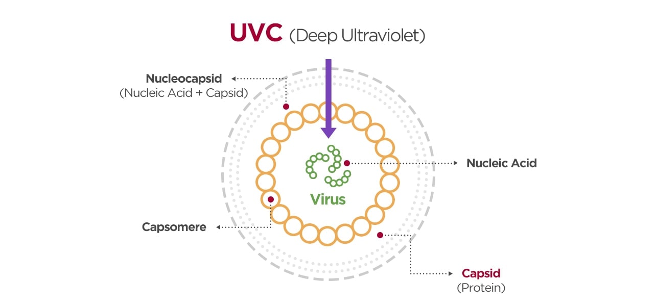 The image shows how the UVC sterilizes virus.