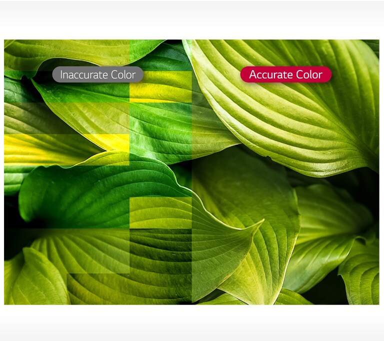 M09_ID-LBE-Standard-07-Vividness-with-Color-Accuracy-Mobile_1554341091495_1556260544545