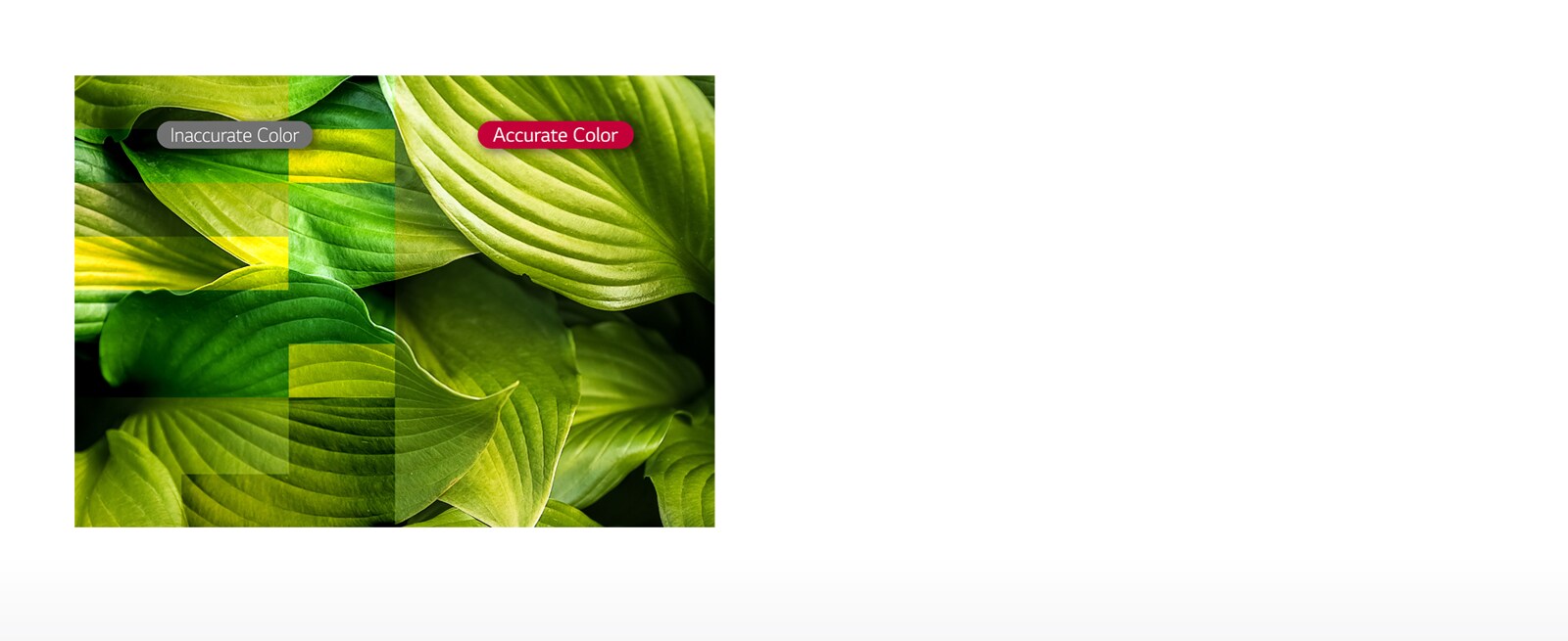 ID-LBE-DOOH-07-Vividness-with-Color-Accuracy_1554340061384_1555917414700