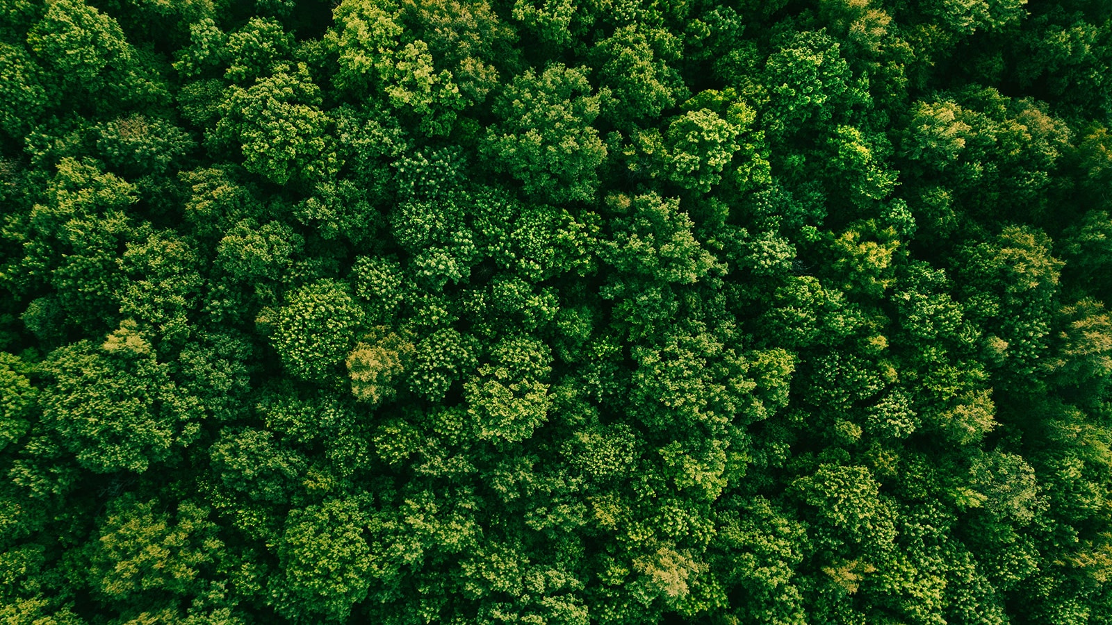 An aerial view of green forest.