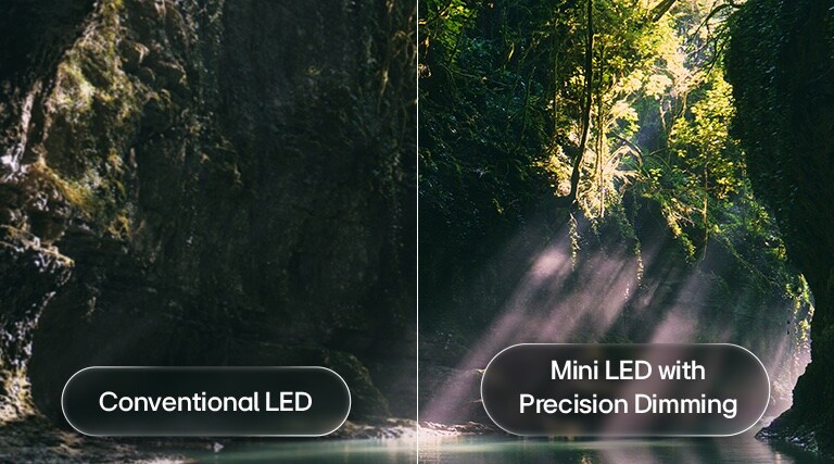 LG QNED evo AI Mini LED QNED85 highlights Mini LED with Precision Dimming in a split forest scene, comparing conventional LED with deeper blacks and more refined contrast as sunlight filters through the trees for greater clarity and depth.