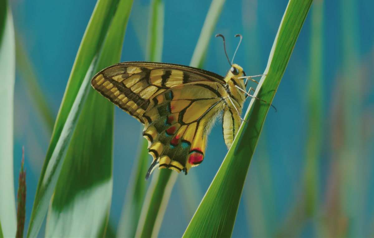 02_Alpha9_chip_video