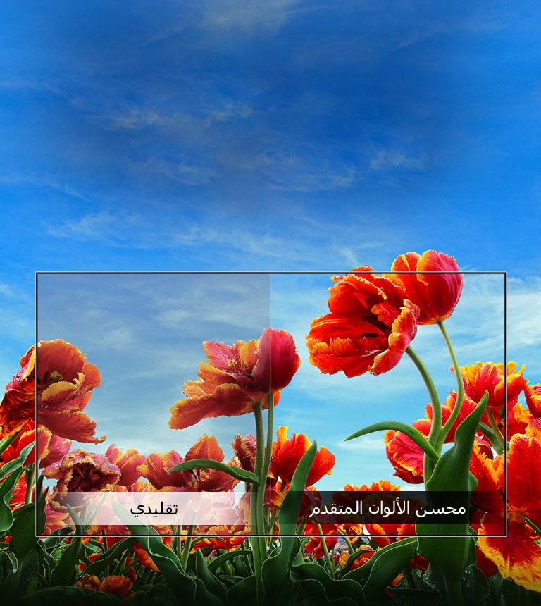 محسن الألوان الديناميكي2