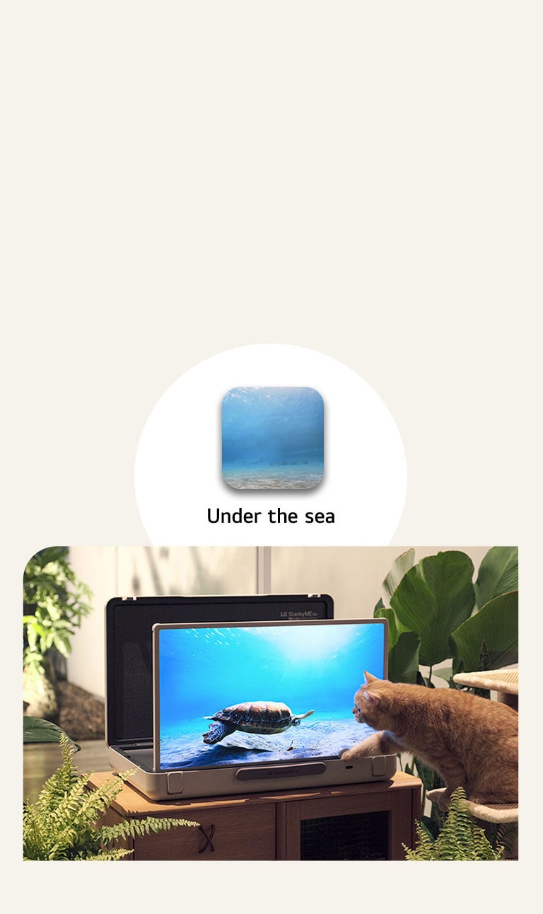 شاشة The LG StanbyME Go موضوعة في الحديقة وتعرض الشاشة مقطع under the sea. أمام الشاشة، تجلس قطة على كرسي، وتحاول الإمساك بسلحفاة على الشاشة.