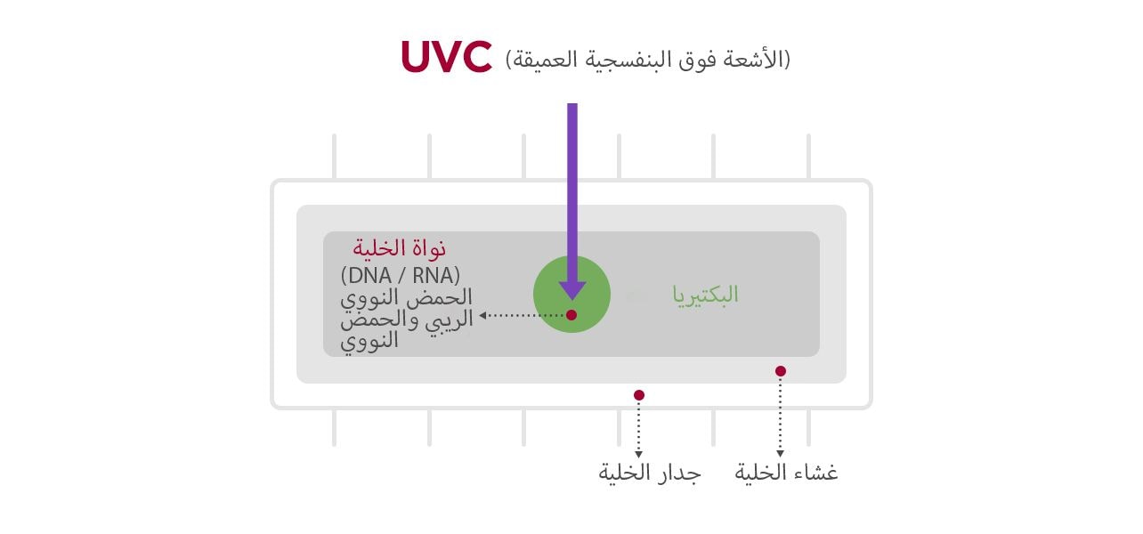 صورة الخلية البكتيرية وكيف تقوم الأشعة فوق البنفسجية بتعقيم البكتيريا.
