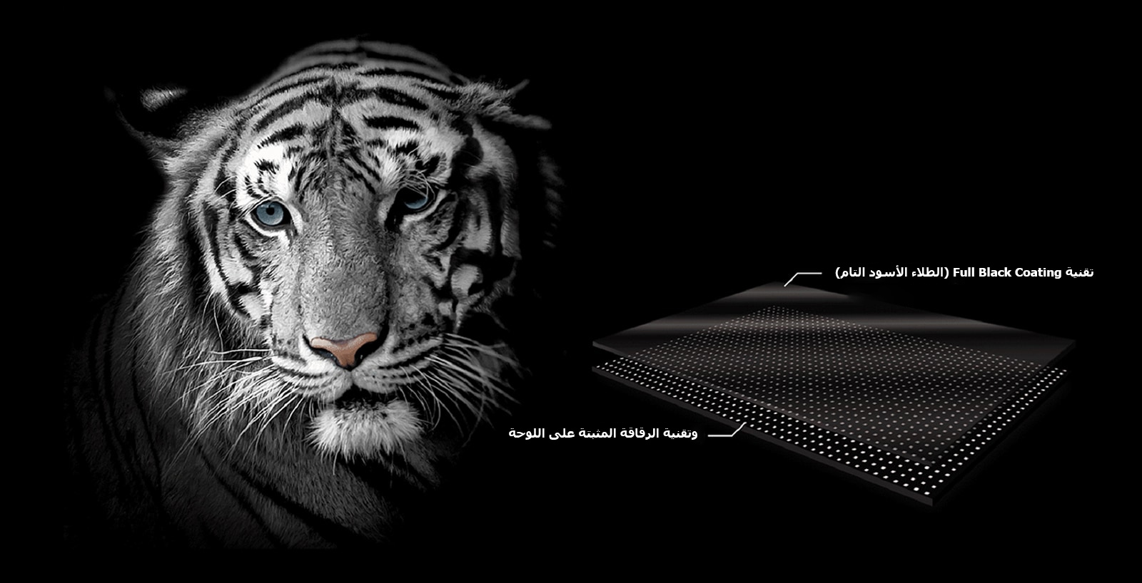 وجه نمر أبيض للتأكيد من جودة اللون الأسود 