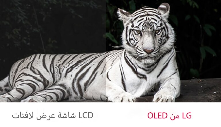 يتباين اللونان الأسود والأبيض في شاشات عرض اللافتات OLED على نحو أفضل من شاشة LCD عادية.