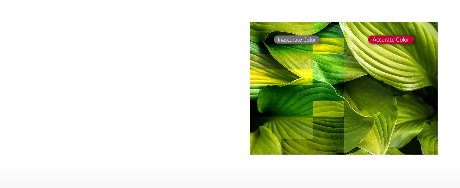 ID-LBH-High-Brightness-06-Vividness-with-Color-Accuracy_1554342325981_1556866423883