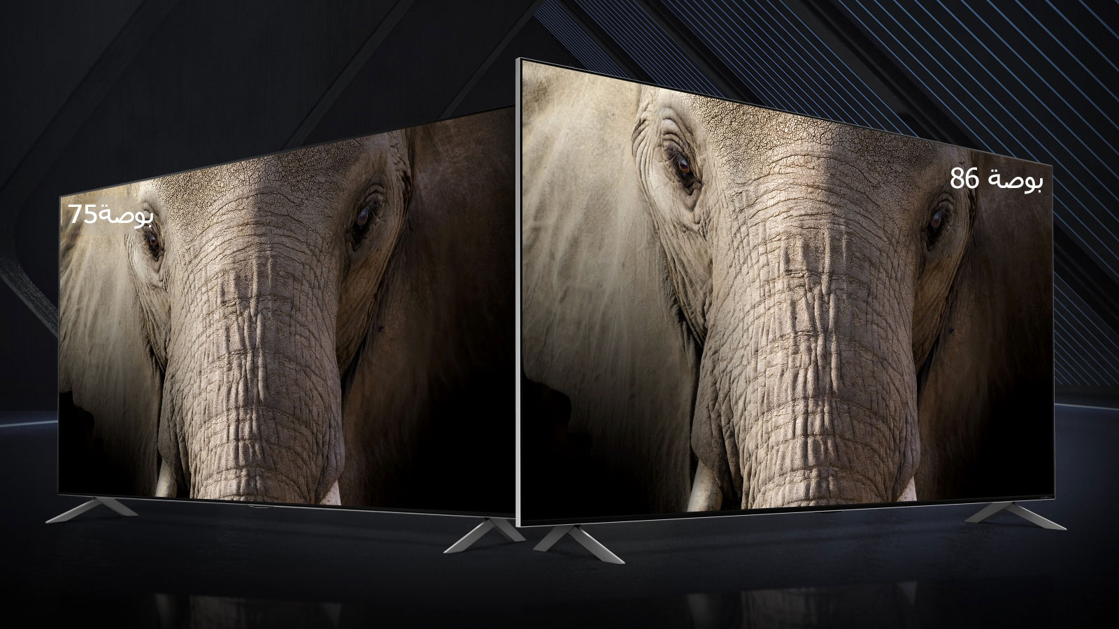 يقف تلفزيون LG QNED Mini LED بحجم 75 و 86 بوصة جنباً إلى جنب على خلفية داكنة. تعرض الشاشات صورة عن قرب لوجه فيل.