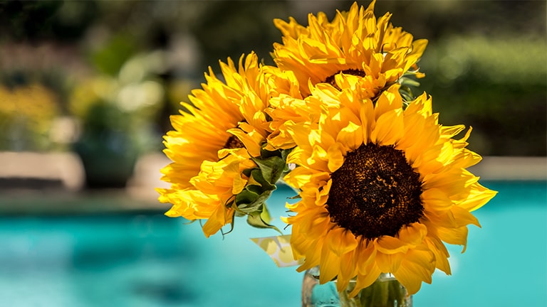 This card describes the dynamic color. It is an image of a sunflower.