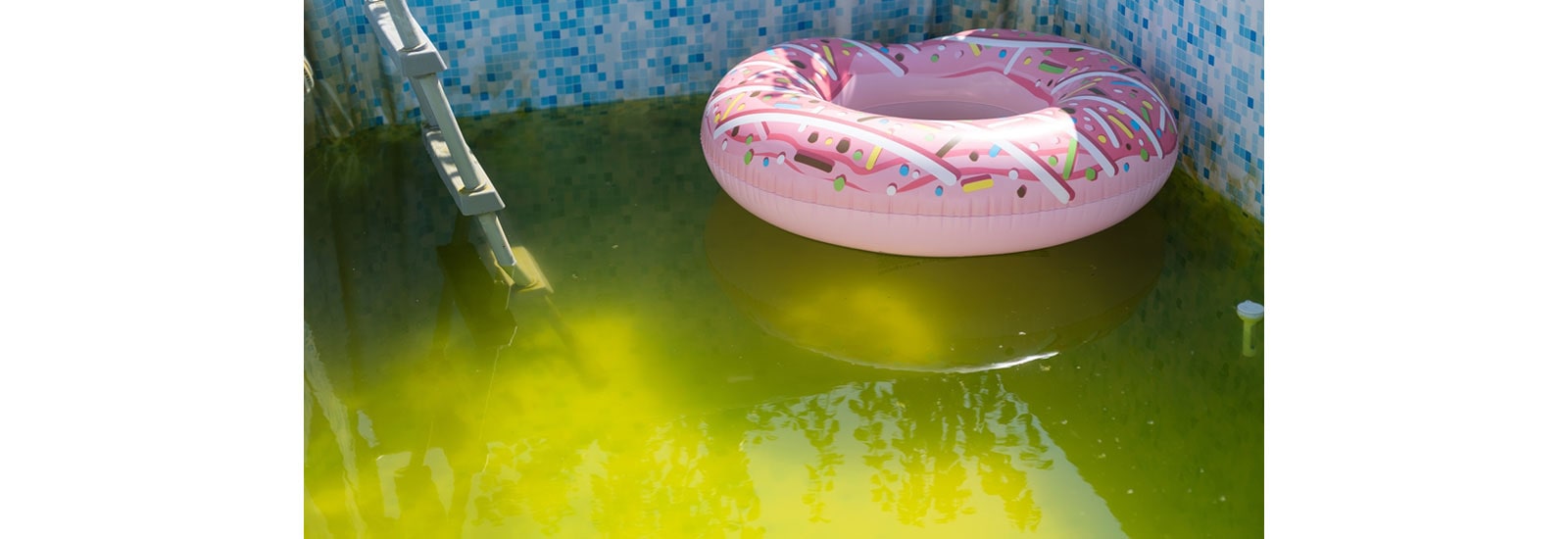 Eliminate Stagnant Water: Stop Mosquitoes Before They Start