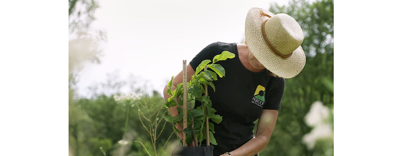 Woman planting plants