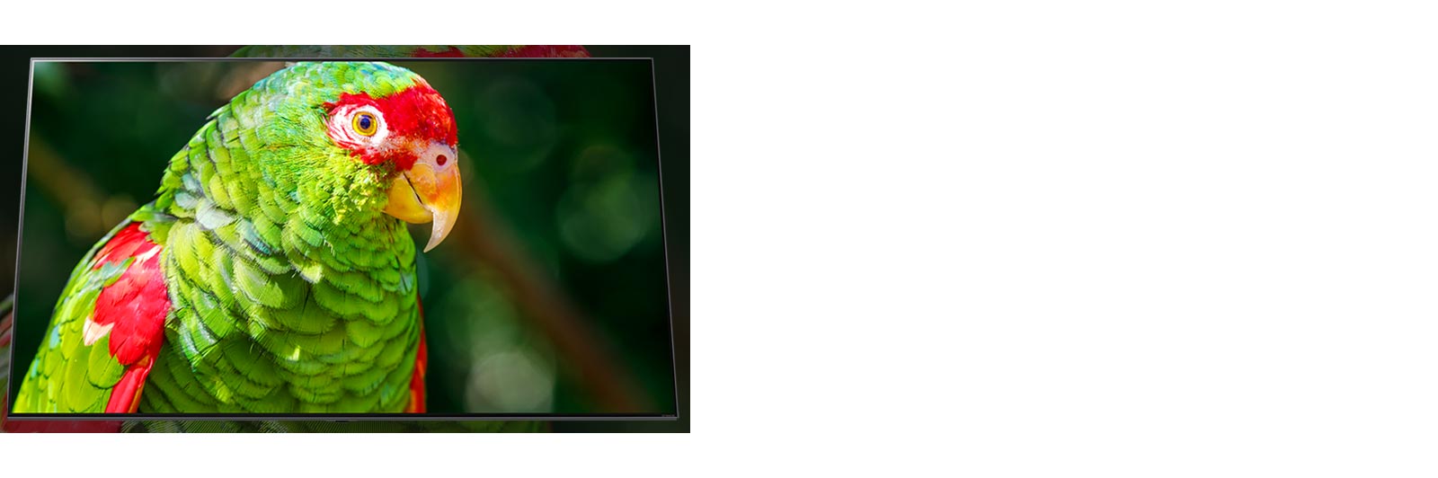 A TV screen showing a green parrot