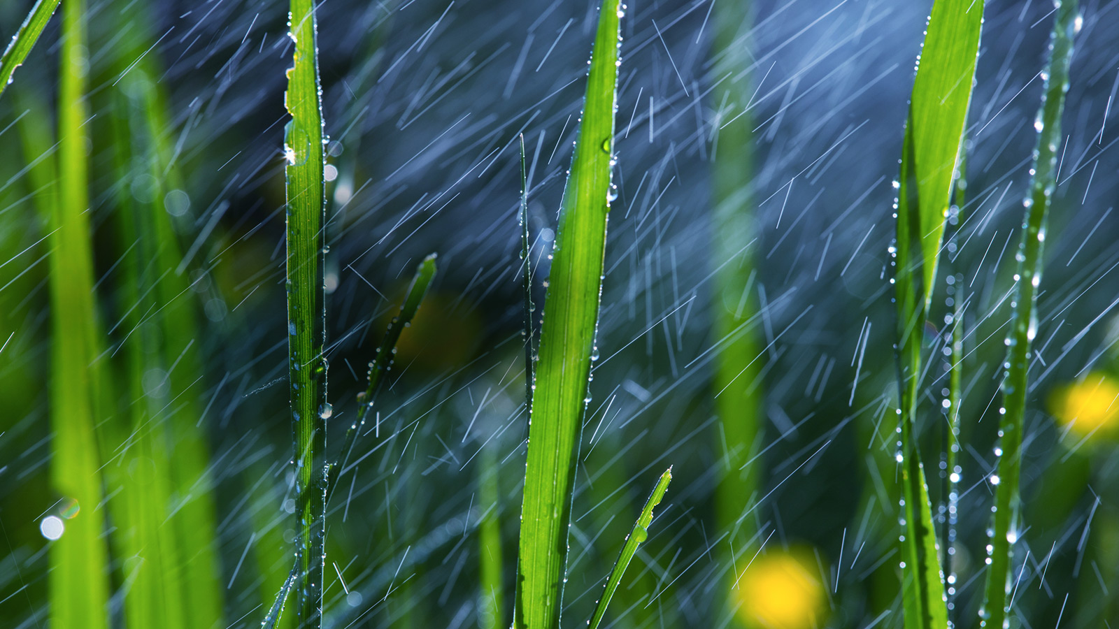 Le son Virtual Surround1