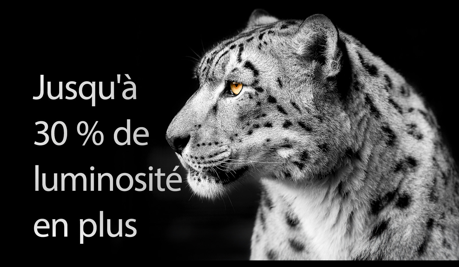 Léopard blanc montrant sa face latérale sur le côté gauche de l'image. La mention « Up to 30% brighter » (Jusqu'à 30 % de luminosité en plus) apparaît à gauche.
