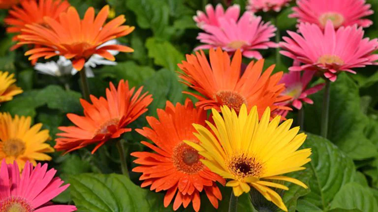 Gerbera 