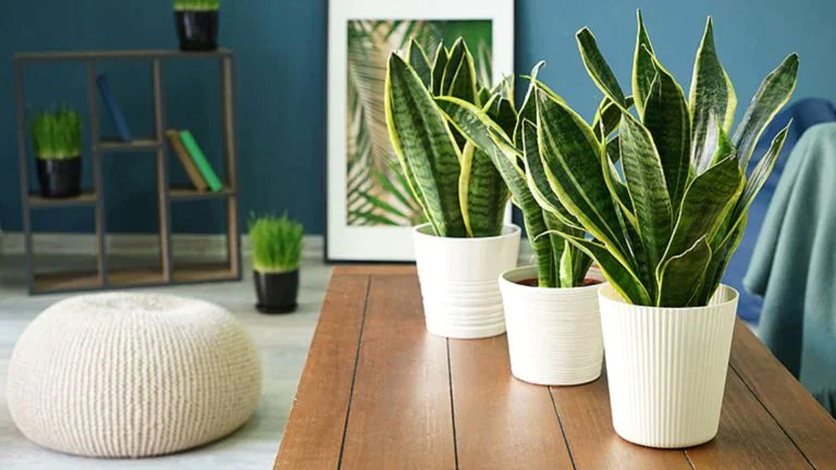 'Langue de belle-mère 