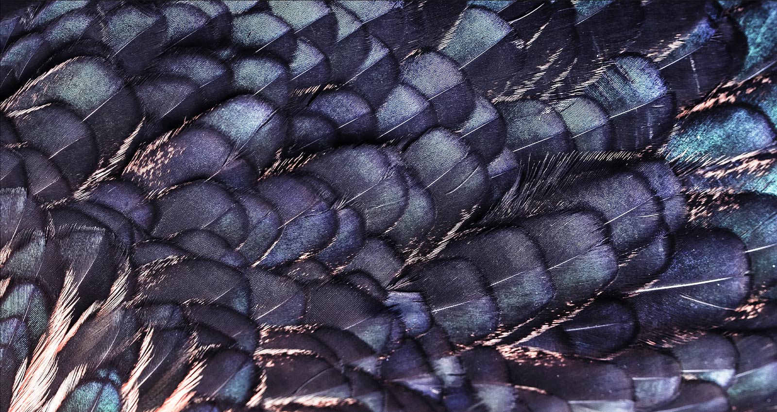 On peut voir une image de textures de plumes irisées brillantes d’un oiseau féerique de couleur lilas. L’image est divisée en deux – la partie supérieure est plus vive et indique une mise à l’échelle IA 8K avec l’image de puce de processeur et la partie inférieure est plus pâle.