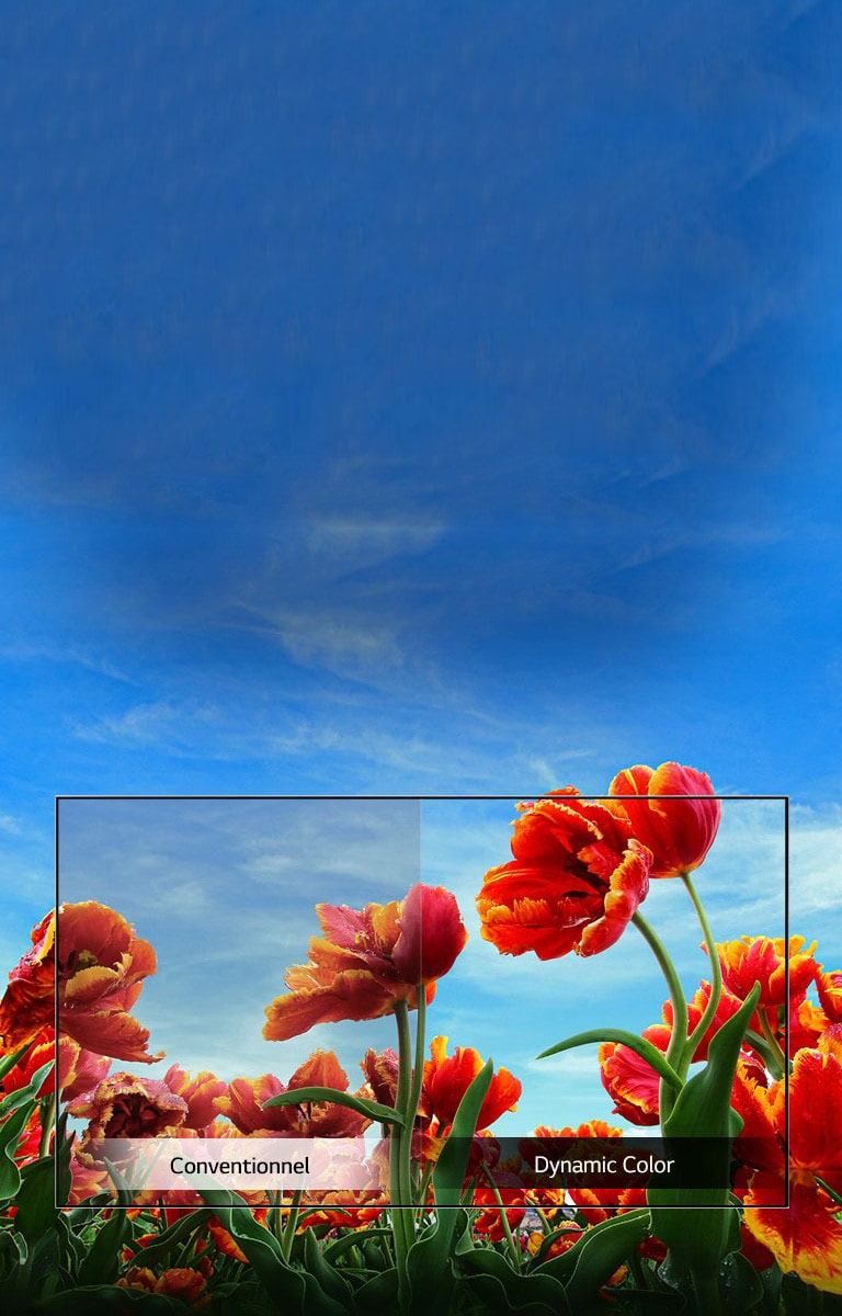 Dynamic Color Enhancer2