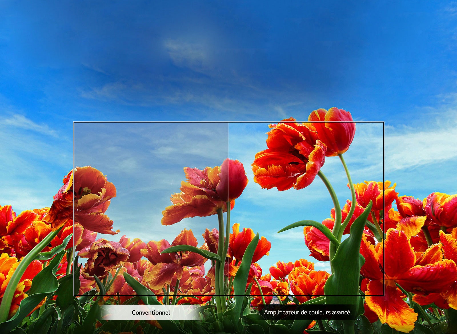 Amplificateur de couleurs dynamiques