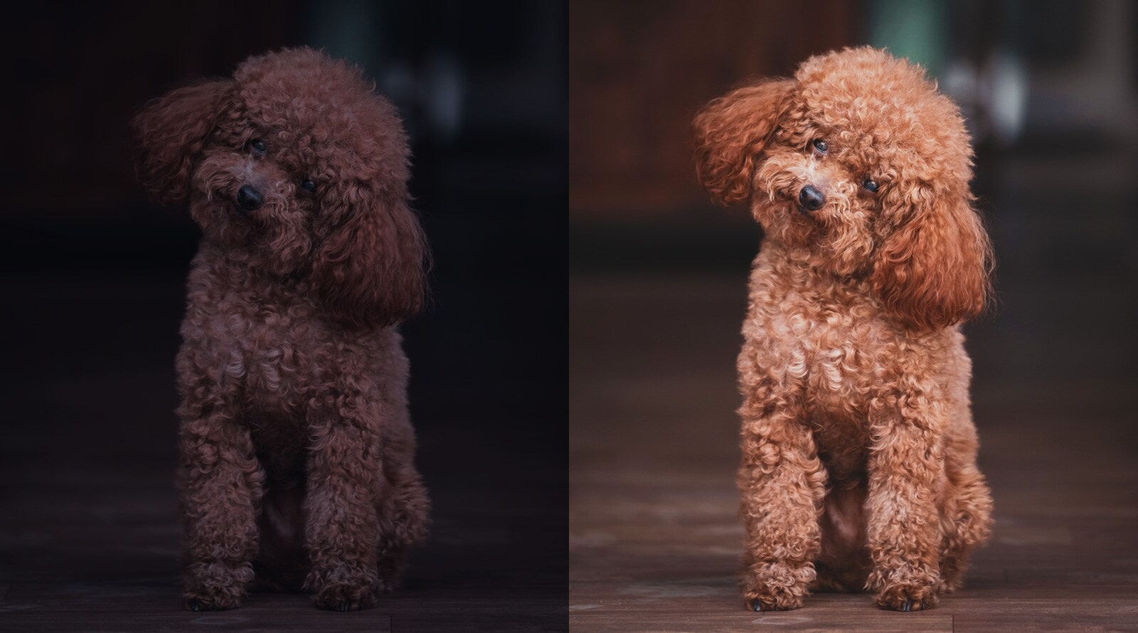 Un perro con una imagen brillante a la derecha, un perro con una imagen oscura a la izquierda.