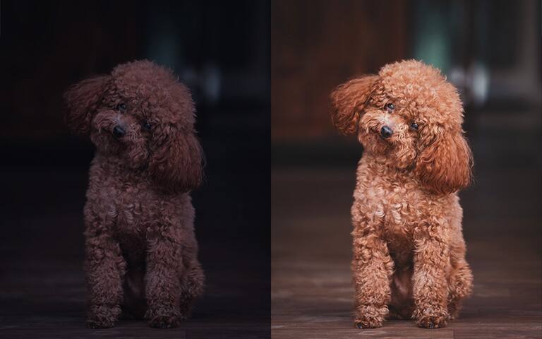 Un perro con una imagen brillante a la derecha, un perro con una imagen oscura a la izquierda.