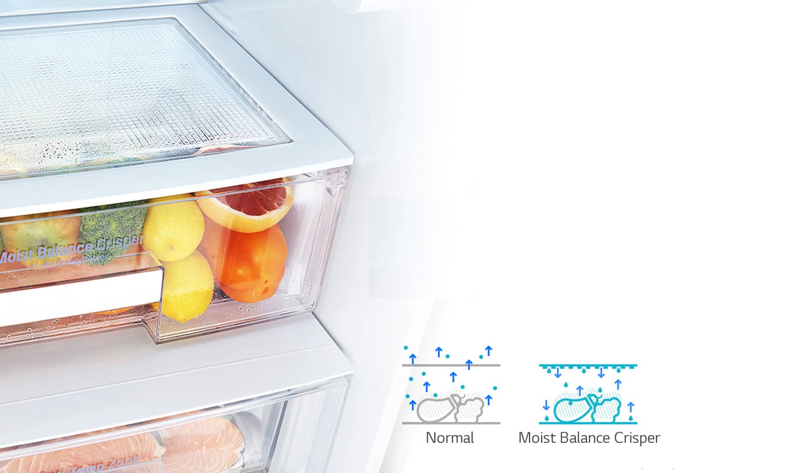 Moist Balance Crisper