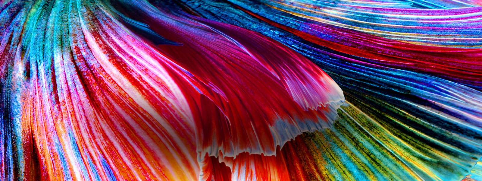 Toma en primer plano de ondas de colores brillantes en tonos de rojo, azul, verde y amarillo.