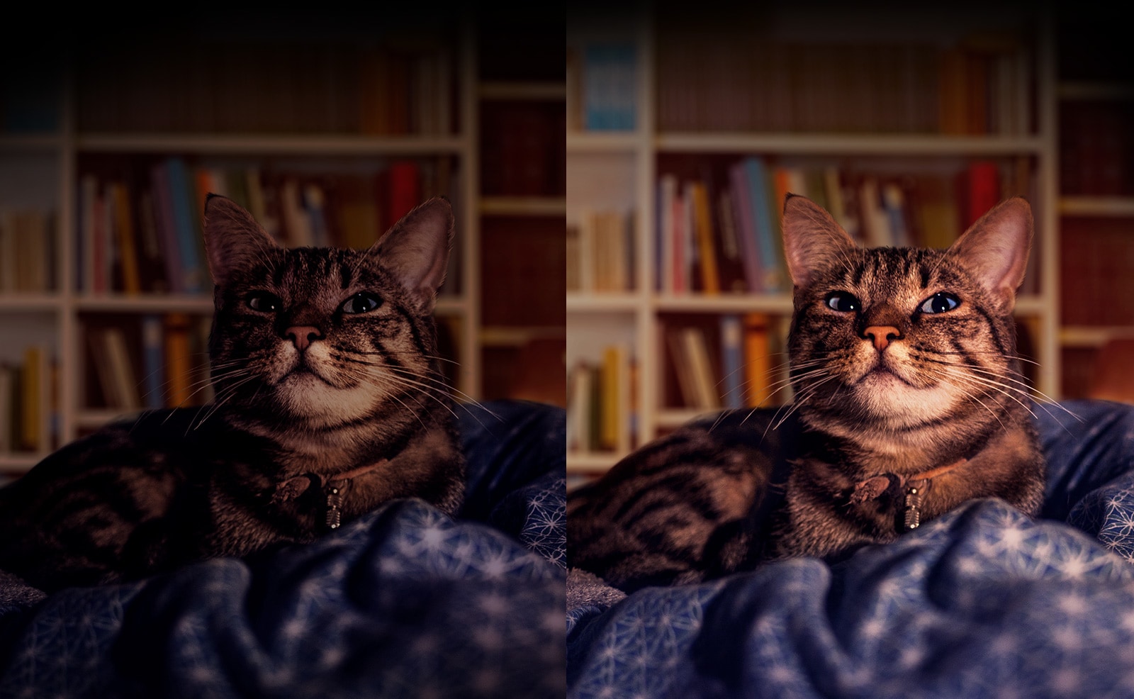 La misma imágen de un gato en un entorno de poca luminosidad, sin el uso de la tecnología Quad-Cell y con ella.  