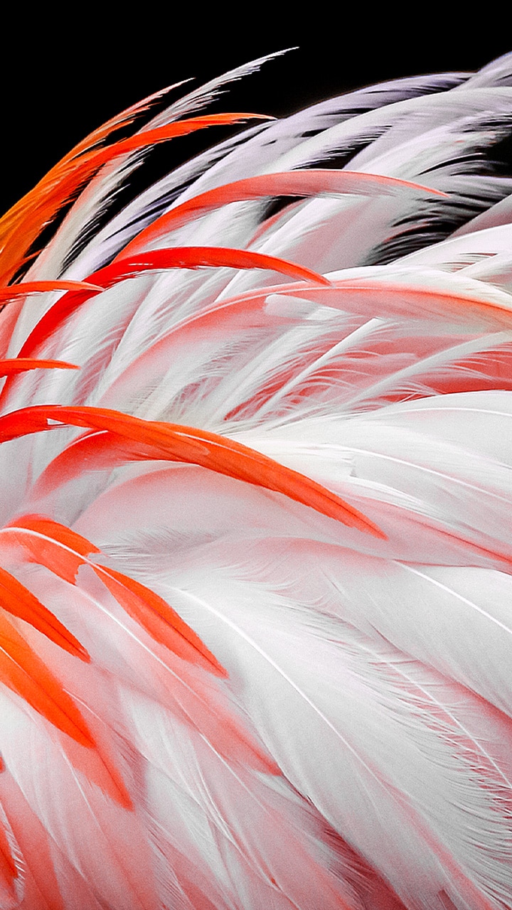 Auf dem Bildschirm erscheint ein mattes Bild mit weißen und orangefarbenen Flamingofedern. Die Darstellung wird schrittweise um 8 %, 13 %, 20 %, 23 %, 26 % und schließlich 30 % aufgehellt.