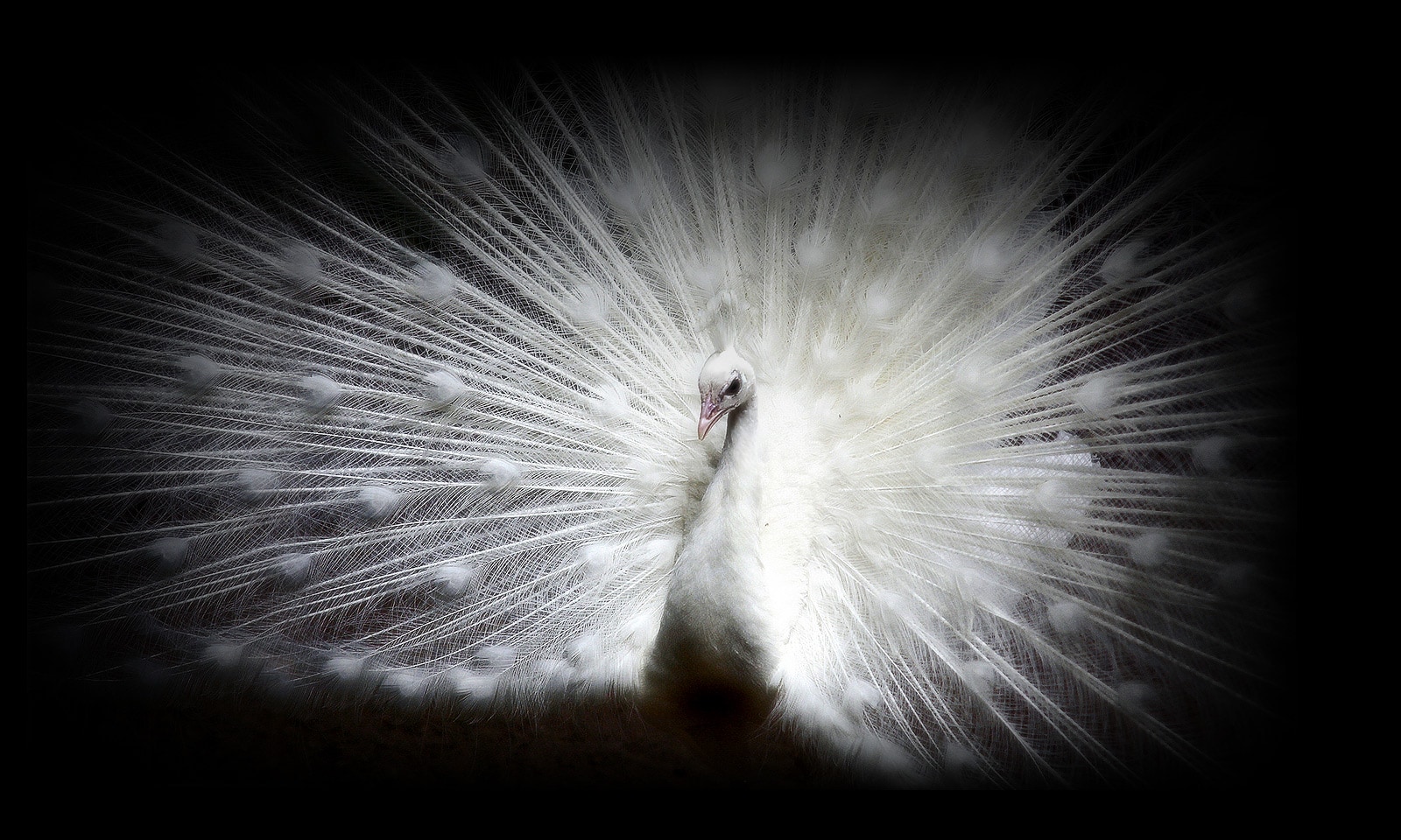 A picture of a white dog against a black background on an LG OLED  evo display shows each whispy hair clearly.