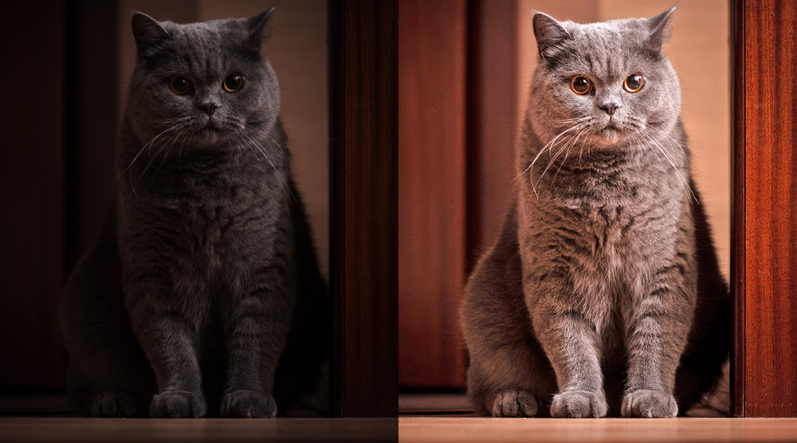 A cat with a bright picture on the right, a cat with a dark picture on the left.