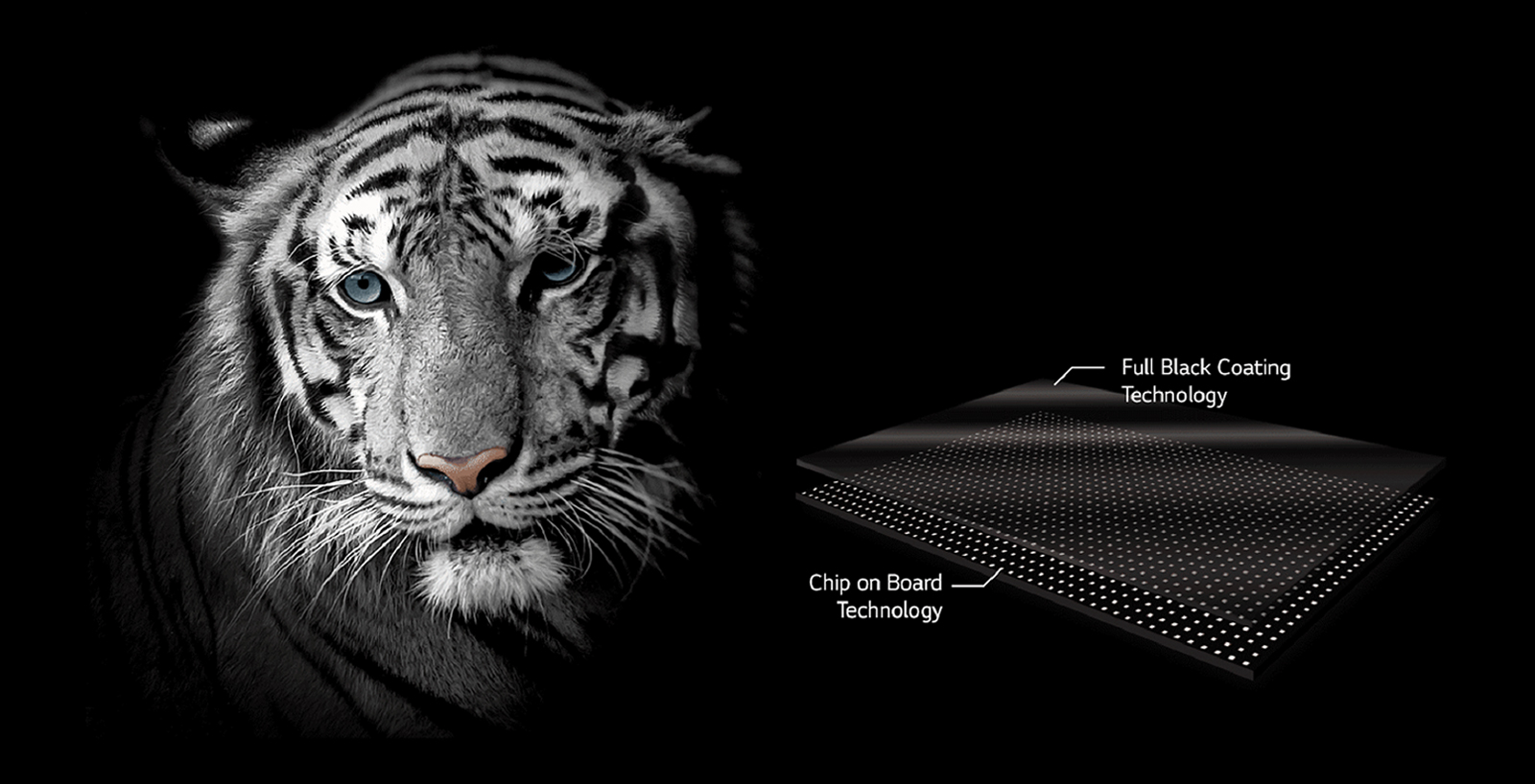 A face of a white tiger for emphasizing the black color 