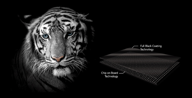 A face of a white tiger for emphasizing the black color 